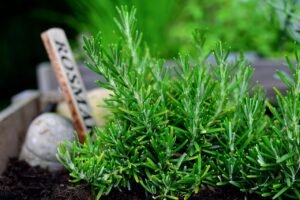 Fresh Rosemary to Dried