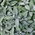 Salvia officinalis. φασκομηλο