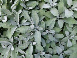 Salvia officinalis. φασκομηλο