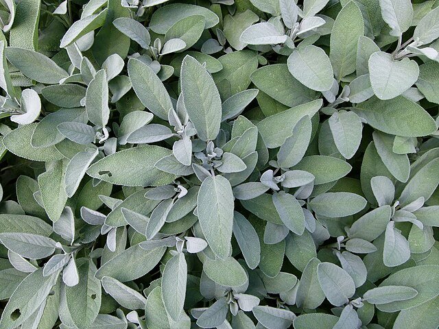 Salvia officinalis. φασκομηλο